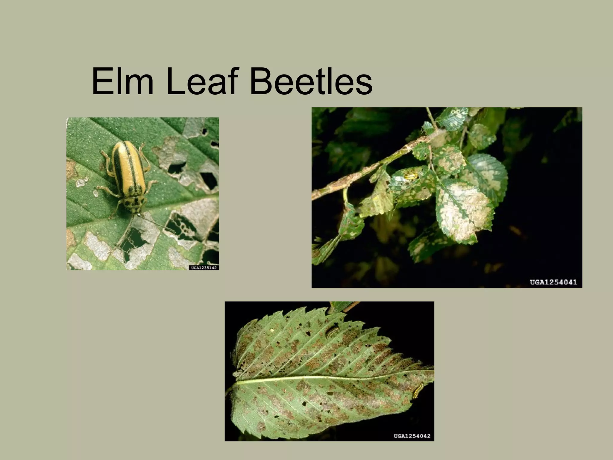 Elm Leaf Beetles

 
