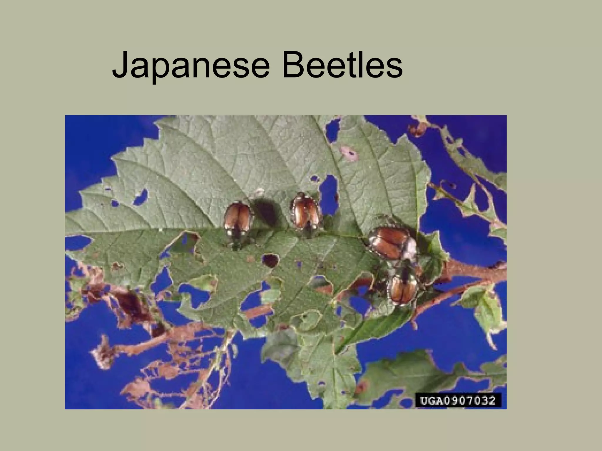 Japanese Beetles

 