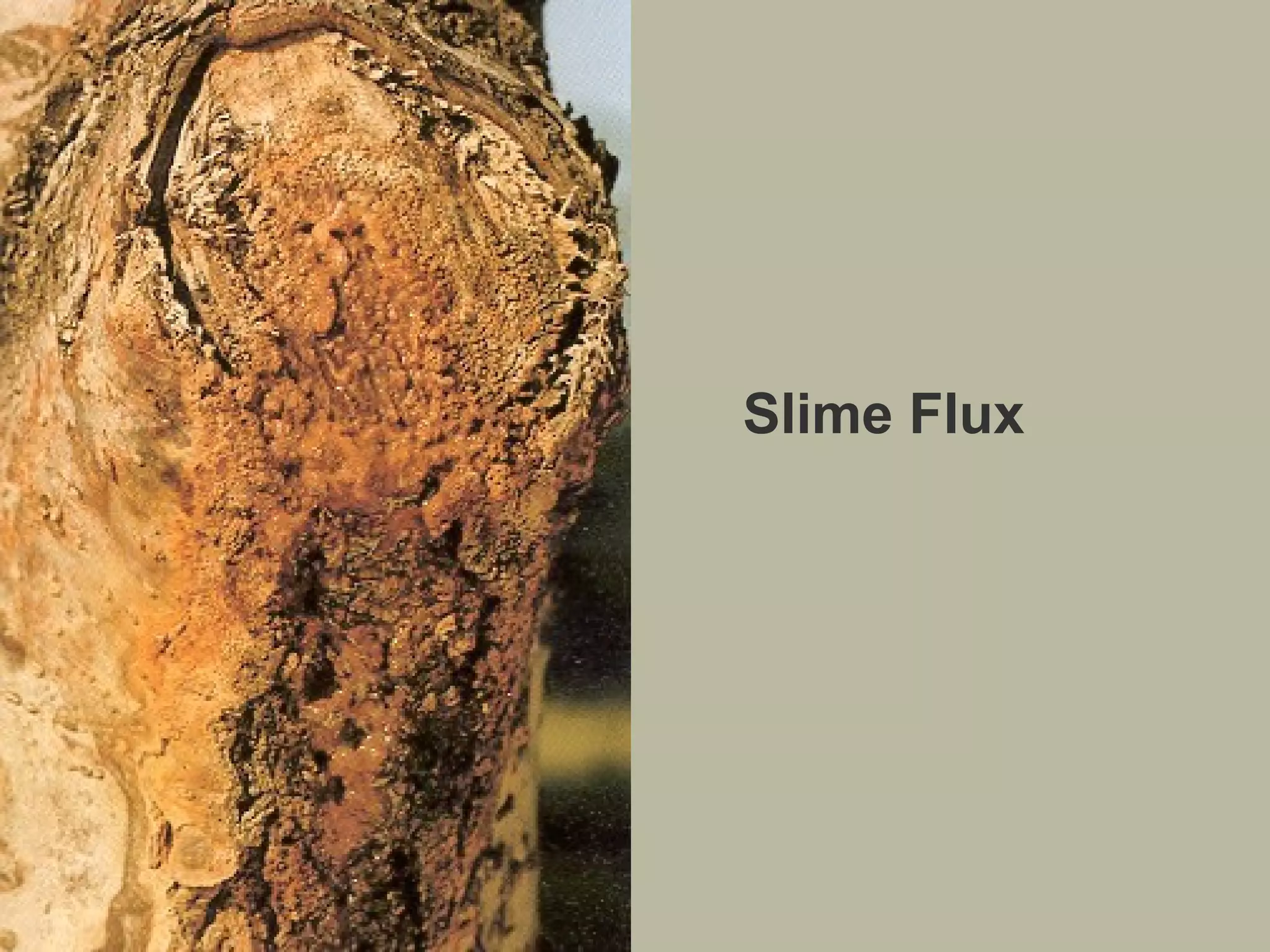 Slime Flux

 