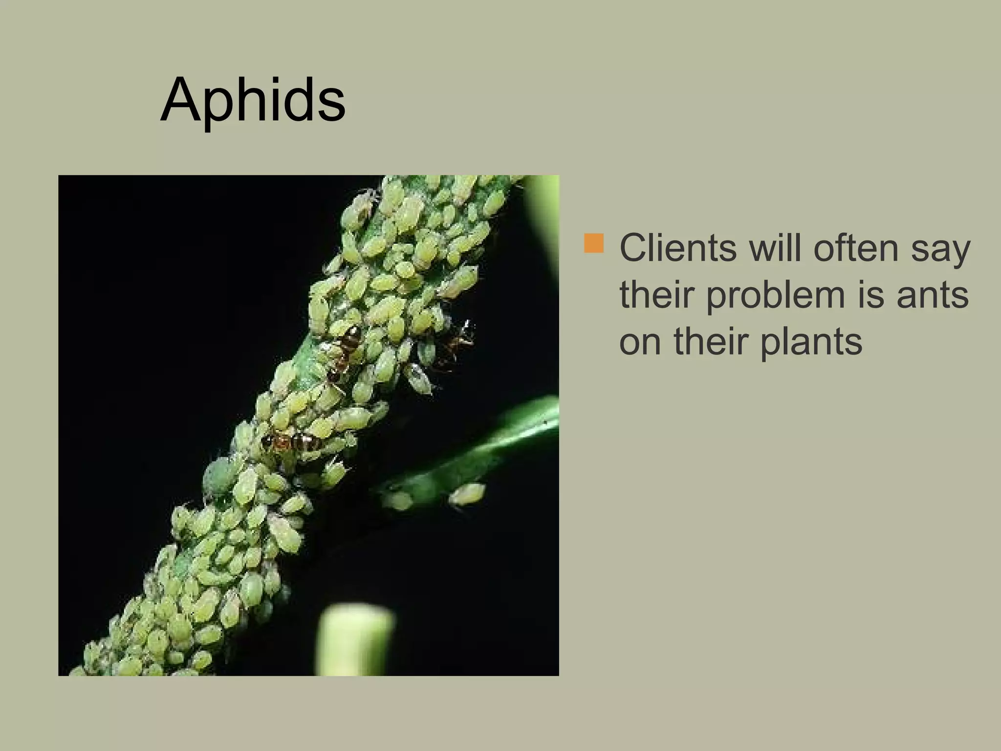 Aphids
 Clients will often say

their problem is ants
on their plants

 