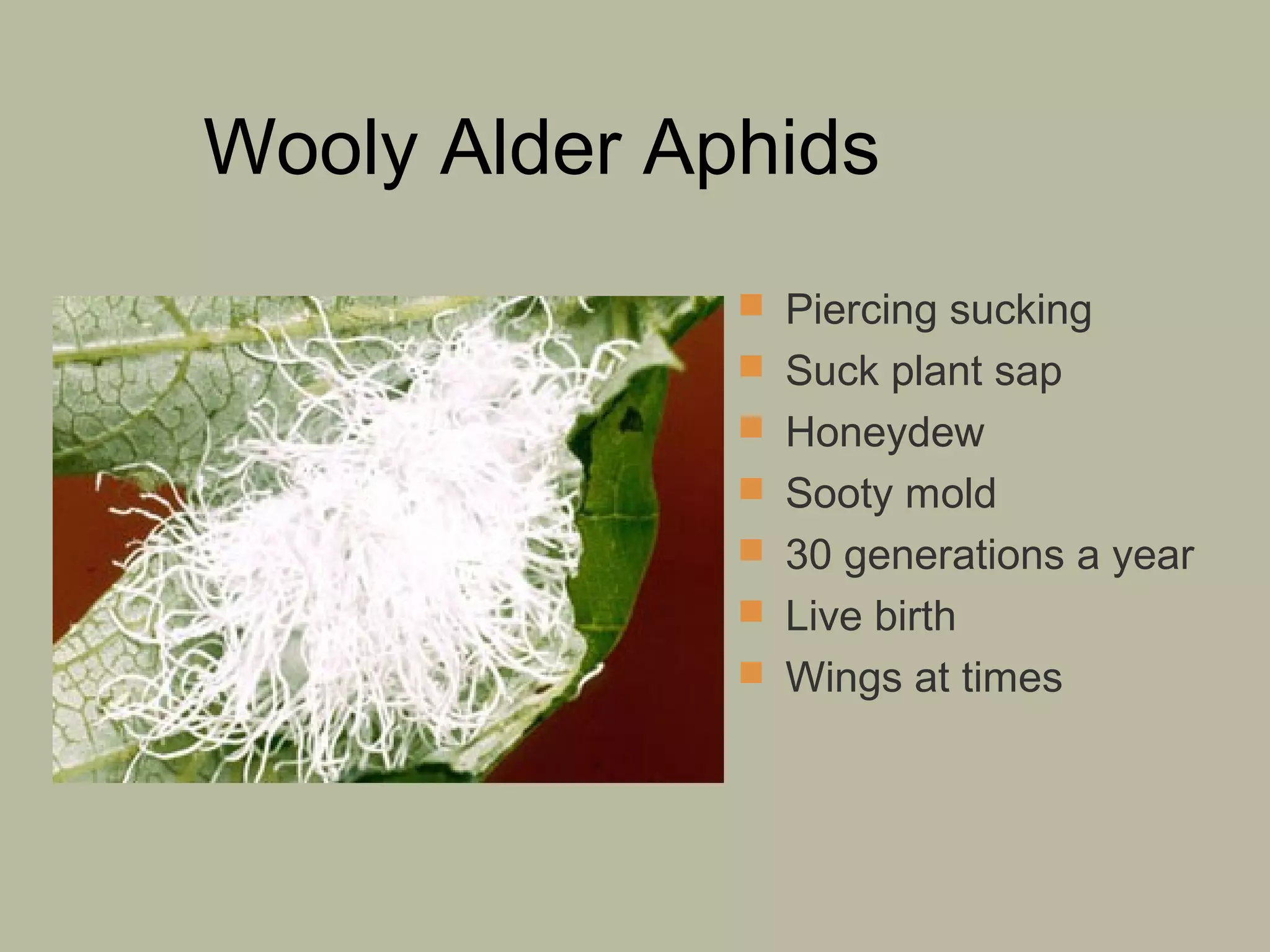 Wooly Alder Aphids
 Piercing sucking
 Suck plant sap
 Honeydew
 Sooty mold
 30 generations a year
 Live birth
 Wings at times

 