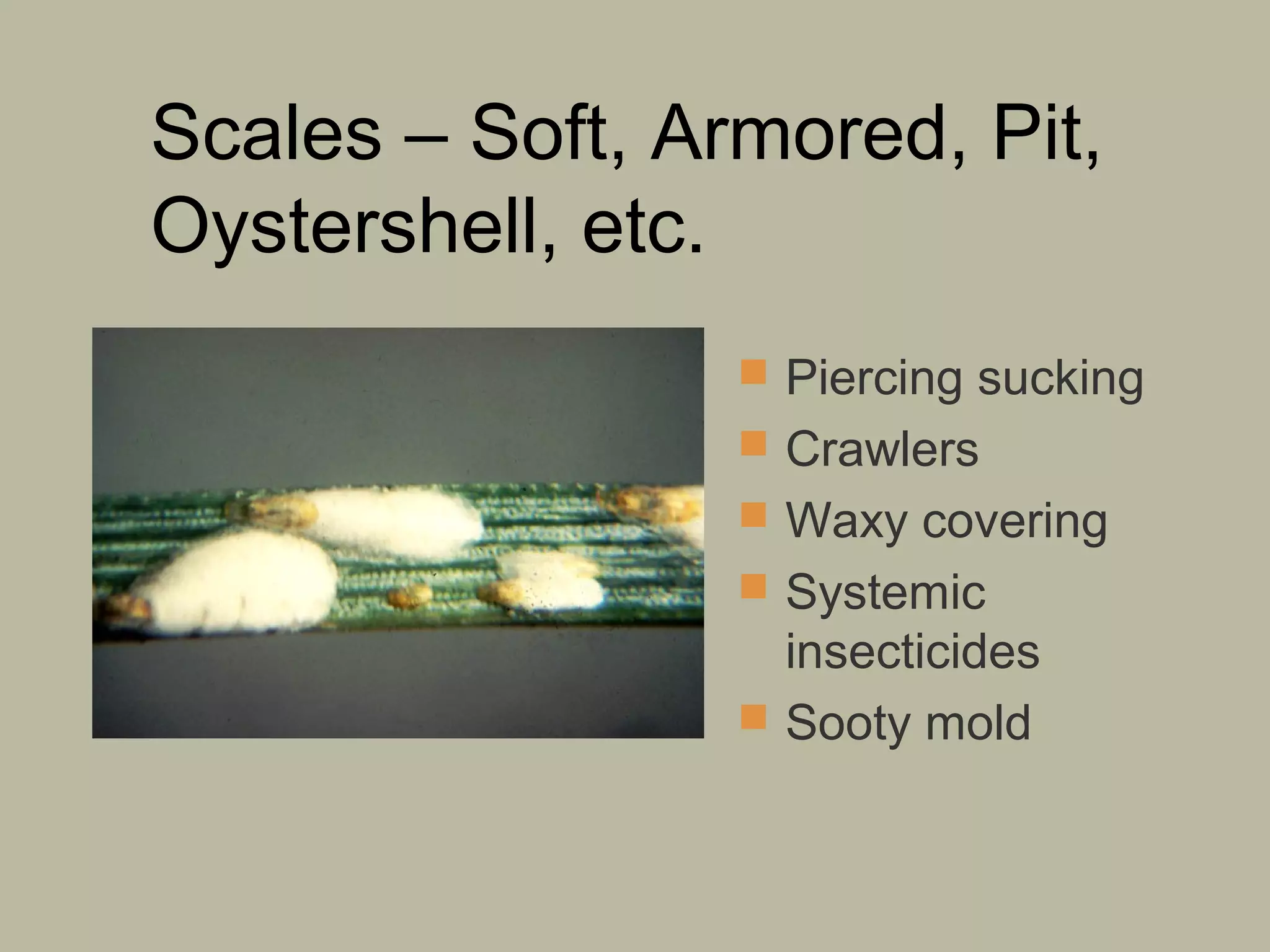 Scales – Soft, Armored, Pit,
Oystershell, etc.
 Piercing sucking
 Crawlers
 Waxy covering
 Systemic

insecticides
 Sooty mold

 
