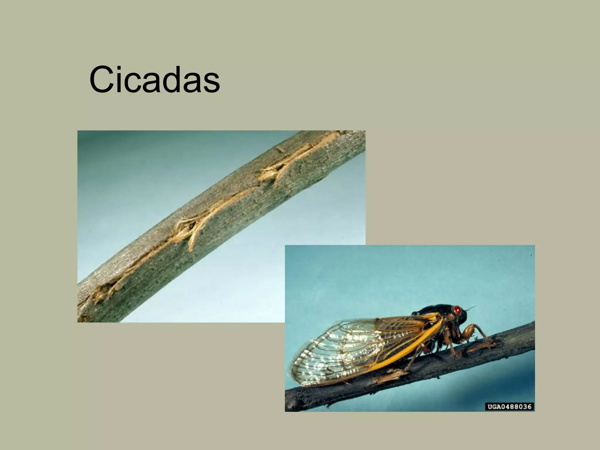 Cicadas

 