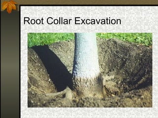 Root Collar Excavation

 