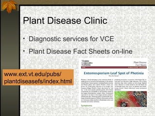Plant Disease Clinic
• Diagnostic services for VCE
• Plant Disease Fact Sheets on-line

www.ext.vt.edu/pubs/
plantdiseasefs/index.html

 