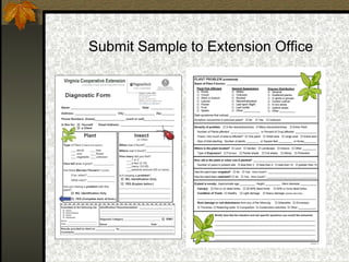 Submit Sample to Extension Office

 