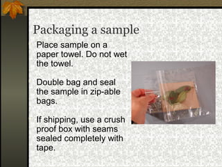 Packaging a sample
 Place sample on a

paper towel. Do not wet
the towel.

 Double bag and seal

the sample in zip-able
bags.

 If shipping, use a crush

proof box with seams
sealed completely with
tape.

 