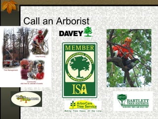 Call an Arborist

 