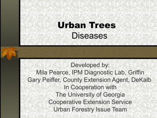 Urban Trees
Diseases
Developed by:
Mila Pearce, IPM Diagnostic Lab, Griffin
Gary Peiffer, County Extension Agent, DeKalb
In Cooperation with
The University of Georgia
Cooperative Extension Service
Urban Forestry Issue Team

 