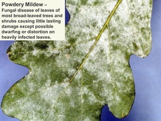 Powdery Mildew –
Fungal disease of leaves of
most broad-leaved trees and
shrubs causing little lasting
damage except possible
dwarfing or distortion on
heavily infected leaves.

 