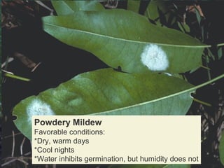 Powdery mildews:
Found world wide
Over 7000 species
Gymnosperms are not infected
Obligate parasites

Powdery Mildew
Favorable conditions:
*Dry, warm days
*Cool nights
*Water inhibits germination, but humidity does not

 