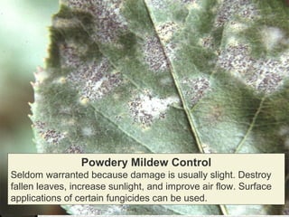 Powdery Mildew Control
Seldom warranted because damage is usually slight. Destroy
fallen leaves, increase sunlight, and improve air flow. Surface
applications of certain fungicides can be used.

 