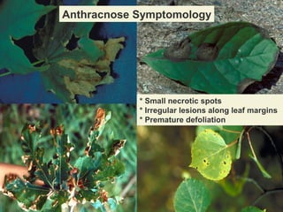 Anthracnose Symptomology

* Small necrotic spots
* Irregular lesions along leaf margins
* Premature defoliation

 