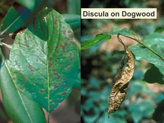 Discula on Dogwood

 