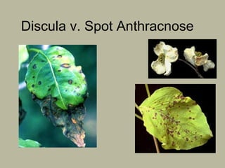 Discula v. Spot Anthracnose

 