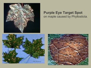 Purple Eye Target Spot
on maple caused by Phyllosticta.

 