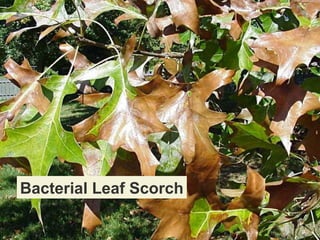 Bacterial Leaf Scorch

 