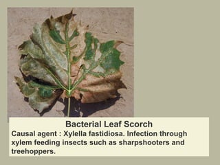 Bacterial Leaf Scorch
Causal agent : Xylella fastidiosa. Infection through
xylem feeding insects such as sharpshooters and
treehoppers.

 