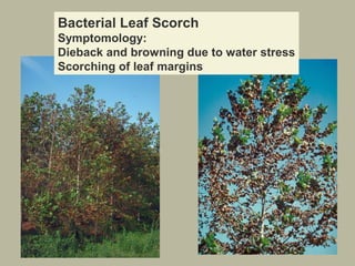 Bacterial Leaf Scorch
Symptomology:
Dieback and browning due to water stress
Scorching of leaf margins

 