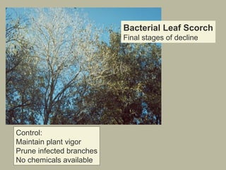 Bacterial Leaf Scorch
Final stages of decline

Control:
Maintain plant vigor
Prune infected branches
No chemicals available

 