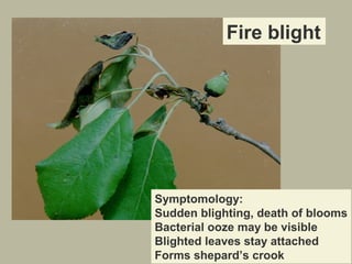 Fire blight

Symptomology:
Sudden blighting, death of blooms
Bacterial ooze may be visible
Blighted leaves stay attached
Forms shepard’s crook

 