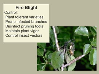 Fire Blight
Control:
Plant tolerant varieties
Prune infected branches
Disinfect pruning tools
Maintain plant vigor
Control insect vectors

 
