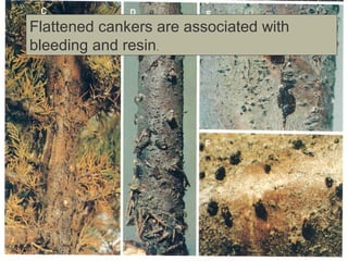 Flattened cankers are associated with
bleeding and resin.

 