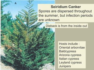Seiridium Canker
Spores are dispersed throughout
the summer, but infection periods
are unknown
Dieback is from the inside out

Hosts include :
Oriental arborvitae
Baldcypress
Arizona cypress
Italian cypress
Leyland cypress
Junipers

 