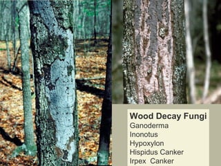 Wood Decay Fungi
Ganoderma
Inonotus
Hypoxylon
Hispidus Canker
Irpex Canker

 