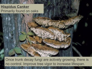 Hispidus Canker
Primarily found on oaks

Once trunk decay fungi are actively growing, there is
no control. Improve tree vigor to increase lifespan.

 