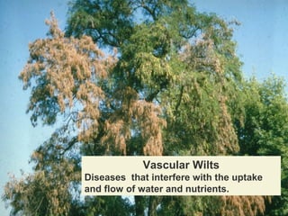 Vascular Wilts
Diseases that interfere with the uptake
and flow of water and nutrients.

 
