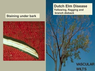 Dutch Elm Disease
Staining under bark

Yellowing, flagging and
branch dieback

 