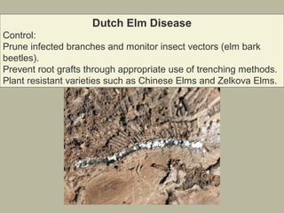Dutch Elm Disease
Control:
Prune infected branches and monitor insect vectors (elm bark
beetles).
Prevent root grafts through appropriate use of trenching methods.
Plant resistant varieties such as Chinese Elms and Zelkova Elms.

 