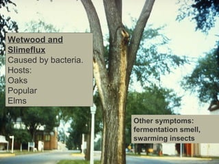 Wetwood and
Slimeflux
Caused by bacteria.
Hosts:
Oaks
Popular
Elms
Other symptoms:
fermentation smell,
swarming insects

 