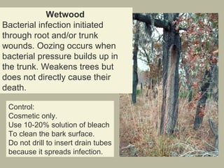 Wetwood
Bacterial infection initiated
through root and/or trunk
wounds. Oozing occurs when
bacterial pressure builds up in
the trunk. Weakens trees but
does not directly cause their
death.
Control:
Cosmetic only.
Use 10-20% solution of bleach
To clean the bark surface.
Do not drill to insert drain tubes
because it spreads infection.

 