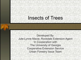 Insects of Trees

Developed By:
Jule-Lynne Macie, Rockdale Extension Agent
In Cooperation with
The University of Georgia
Cooperative Extension Service
Urban Forestry Issue Team

 