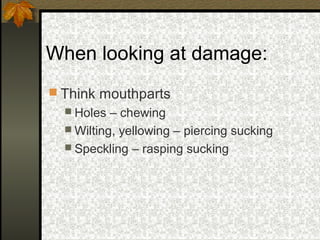 When looking at damage:
 Think mouthparts
 Holes

– chewing
 Wilting, yellowing – piercing sucking
 Speckling – rasping sucking

 