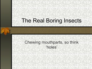 The Real Boring Insects

Chewing mouthparts, so think
‘holes’

 