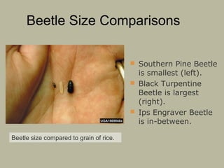 Beetle Size Comparisons
 Southern Pine Beetle

is smallest (left).
 Black Turpentine
Beetle is largest
(right).
 Ips Engraver Beetle
is in-between.
Beetle size compared to grain of rice.

 