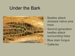 Under the Bark
 Beetles attack

stressed native pine
trees
 Second generation
beetles attack
surrounding trees
 Blue stain fungus
 Galleries

 