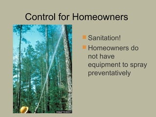 Control for Homeowners
 Sanitation!
 Homeowners do

not have
equipment to spray
preventatively

 