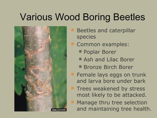 Various Wood Boring Beetles
 Beetles and caterpillar






species
Common examples:
 Poplar Borer
 Ash and Lilac Borer
 Bronze Birch Borer
Female lays eggs on trunk
and larva bore under bark
Trees weakened by stress
most likely to be attacked.
Manage thru tree selection
and maintaining tree health.

 