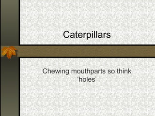 Caterpillars

Chewing mouthparts so think
‘holes’

 