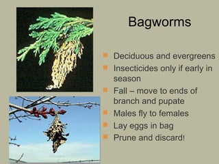 Bagworms
 Deciduous and evergreens
 Insecticides only if early in





season
Fall – move to ends of
branch and pupate
Males fly to females
Lay eggs in bag
Prune and discard!

 