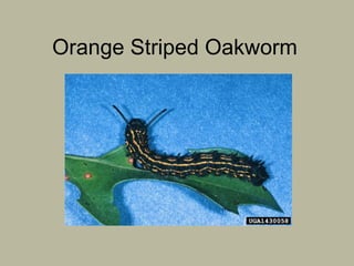 Orange Striped Oakworm


 