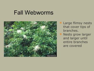 Fall Webworms
 Large flimsy nests

that cover tips of
branches.
 Nests grow larger
and larger until
entire branches
are covered

 