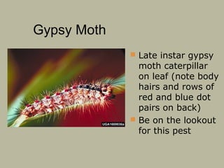 Gypsy Moth
 Late instar gypsy

moth caterpillar
on leaf (note body
hairs and rows of
red and blue dot
pairs on back)
 Be on the lookout
for this pest

 