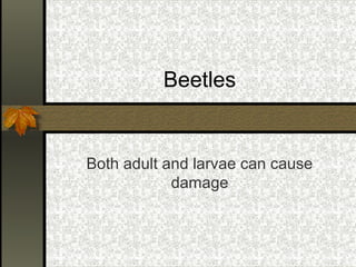 Beetles

Both adult and larvae can cause
damage

 