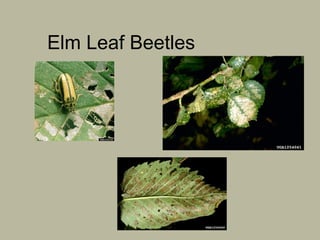 Elm Leaf Beetles

 