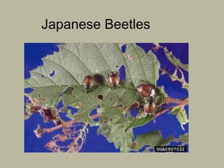 Japanese Beetles

 